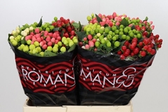Hypericum Rainbow Romance Mix 60cm