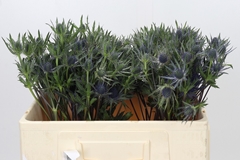 Eryngium Planum 50cm