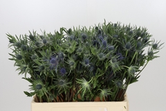 Eryngium Planum 50cm