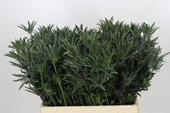 Eryngium Planum 60cm