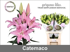 Lily Oriental Catemaco 95cm 4+