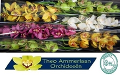 Cymbidium Mix 80cm