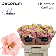 Eustoma Double Corelli Coral 70cm