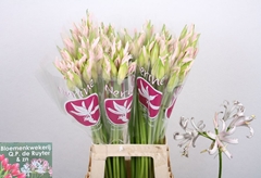 Nerine Sofie 70cm