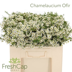 Chamelaucium Ofir 55cm 25gr.