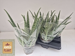 Aloe Vera 14Ø 30cm