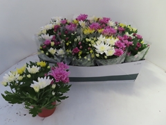 Chrysanth Mix 12Ø 25cm