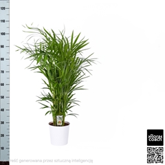 Dypsis Lutescens 23Ø 110cm