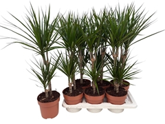 Dracaena 17Ø 70cm
