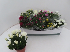 Chrysanth Mix 6 Mix 12Ø 25cm