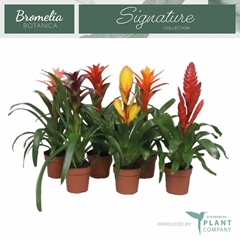 Bromelia Mix 12Ø 50cm