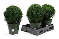 Buxus Sempervirens 21Ø 45cm