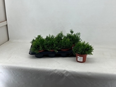 Hatiora 12Ø 17cm