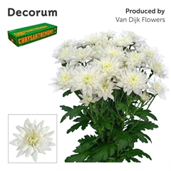 Chrysanth Spray Baltica 70cm 90gr.