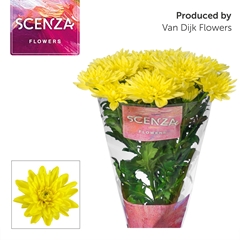 Chrysanth Spray Baltica Yellow 70cm 75gr.