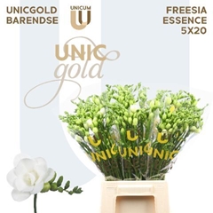 Freesia Double Essence 50cm 20gr.