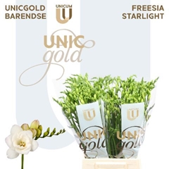 Freesia Double Starlight 50cm 20gr.