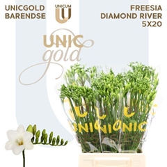 Freesia Single Diamond River 50cm 20gr.