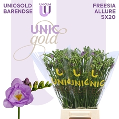 Freesia Double Allure 50cm 20gr.