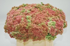 Sedum Spectabile 55cm