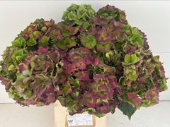 Hydrangea Royal Palace Classic 65cm 20-22cm Hd