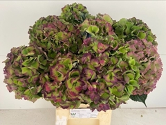 Hydrangea Royal Palace Classic 60cm 18-20cm Hd