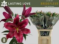 Lily Oriental Lasting Love 100cm 5+