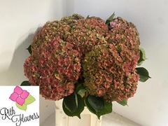 Hydrangea Royal Anastasia Classic 80cm 20-22cm Hd