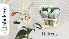Lily Oriental Helvetia 75cm 4+