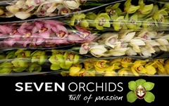 Cymbidium Mix 80cm