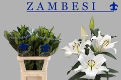 Lily Oriental Zambesi 80cm 4+