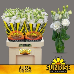 Eustoma Double Alissa Pure White 70cm