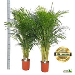 Dypsis Lutescens 24Ø 160cm