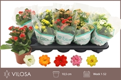 Kalanchoe Double Mix 10Ø 23cm
