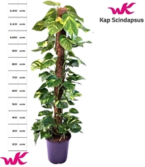 Epipremnum Moss Stick 24Ø 140cm