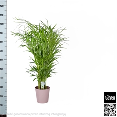 Dypsis Lutescens 23Ø 110cm