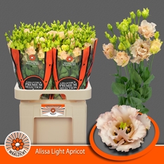 Eustoma Double Alissa Light Apricot 70cm