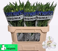 Alstroemeria Virginia 75cm 60gr.