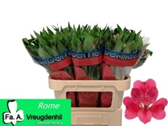 Alstroemeria Rome 70cm 50gr.