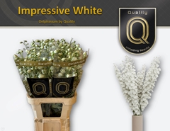 Delphinium Double Dewi Impressive White 90cm