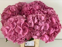 Hydrangea Elbtal Pink 65cm 16-18cm Hd