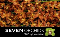 Cymbidium Soweto 80cm