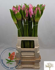 Amarcrinum 75cm