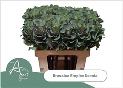 Brassica Empire Ksenia 60cm