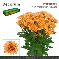Chrysanth Spray Kalimba Orange 70cm 100gr.