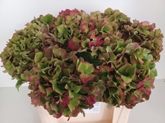 Hydrangea Glowing Alps Classic 50cm 19-21cm Hd