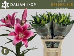 Lily Oriental Dalian 95cm 4+