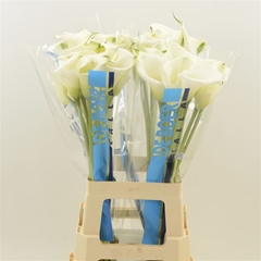 Zantedeschia Captain Ventura 70cm