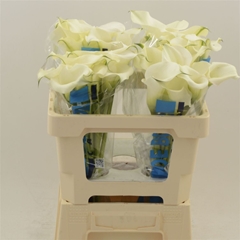 Zantedeschia Captain Ventura 55cm
