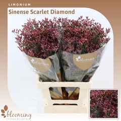 Limonium Sinense Scarlet Diamond 70cm 25gr.